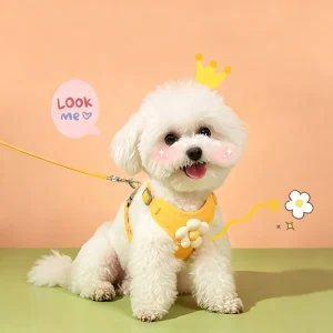 JH-D007 lace edge puppy chest harness with leash, bichon frise wearing set outdoor walking display